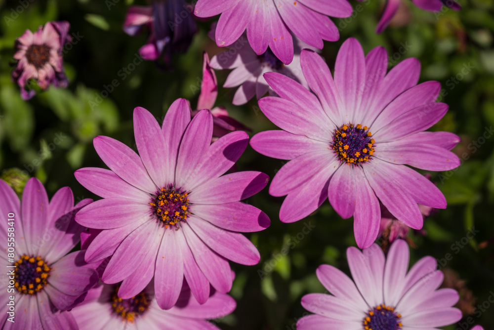 photo of spring flowers in the park photo of spring flowers in the park