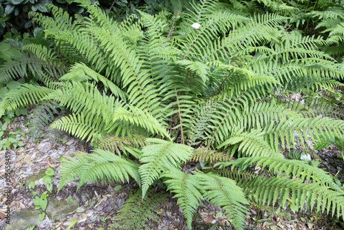 Fotografie Polystichum aculeatum, the hard shield-fern, is an evergreen fern native to Euro