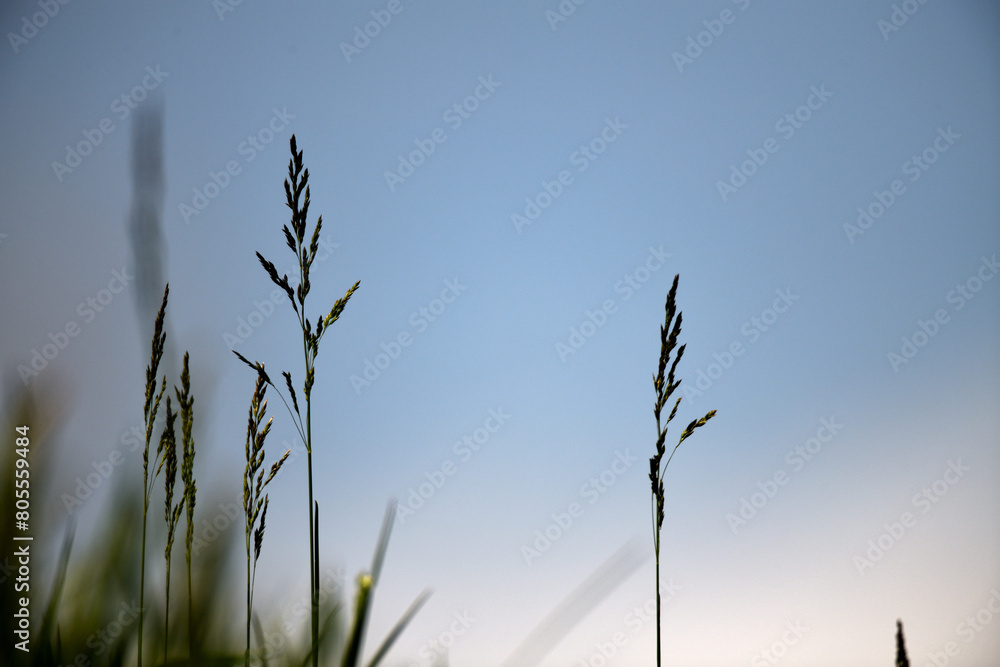 Obraz premium abstrakte Nahaufnahme von großen Gräsern in der grünen Wiese als Hintergrundmuster für den Valentinstag oder Pfingsten