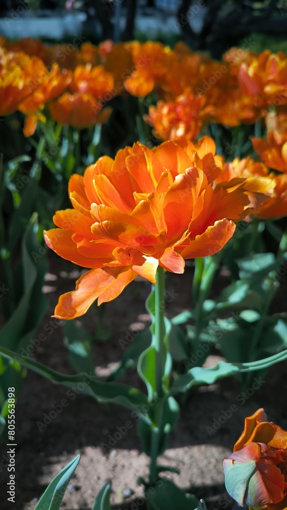 Blooming yellow-orange tulips flowers in garden, field. Double Beauty of Apeldoorn, double tulip variety. Spring time, nature gardening, floral background. Blooming yellow-orange tulips flowers in garden, field. Double Beauty of Apeldoorn, double tulip variety. Spring time, nature gardening, floral background.