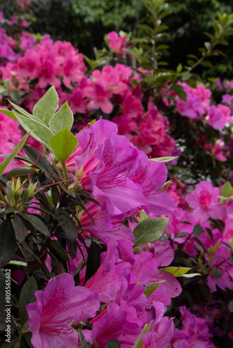 Photography of open flowers, spring with flower garden in pink and purple tones and green leaves