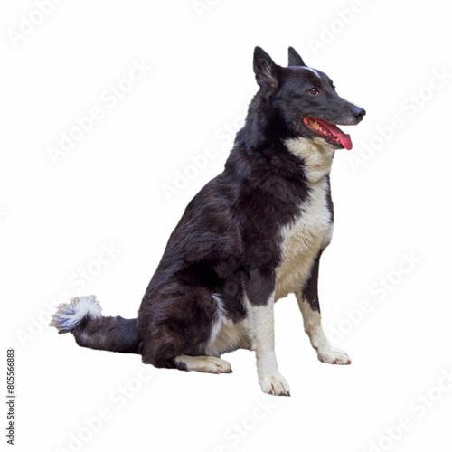 Karelian bear dog of black and white color isolate on a white background.