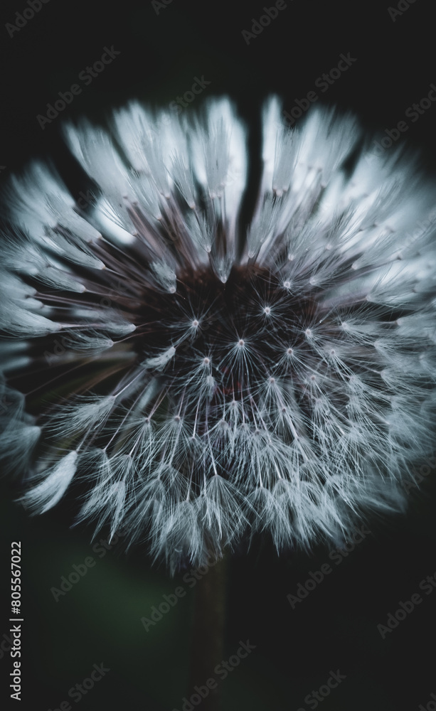 a close-up of a dandelion