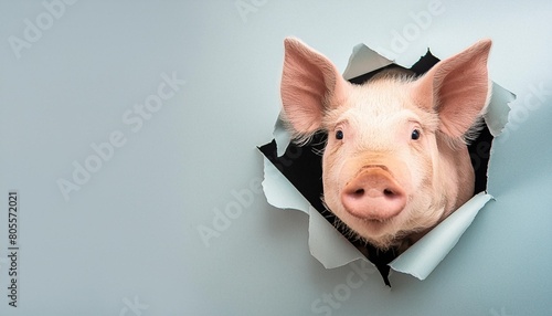 pig peeks in surprise through a hole in the paper on a pastel blue background with copy space