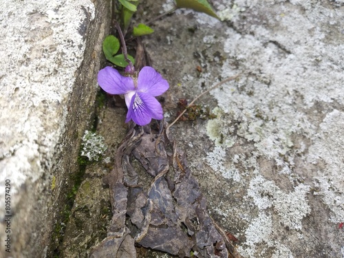 eveil du printemps photo