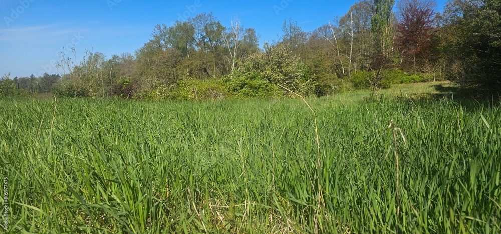 Wildwiese in Brandenburg - Hoher Fläming bei Wiesenburg Wildwiese in Brandenburg - Hoher Fläming bei Wiesenburg