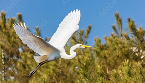the great egret ardea alba in flight this bird also known as the common egret large egret or great white egret or great white heron photo