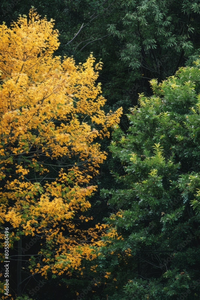 Striking contrast between vibrant yellow and lush green foliage, showcasing the natural beauty of autumn's transition. Striking contrast between vibrant yellow and lush green foliage, showcasing the natural beauty of autumn's transition.