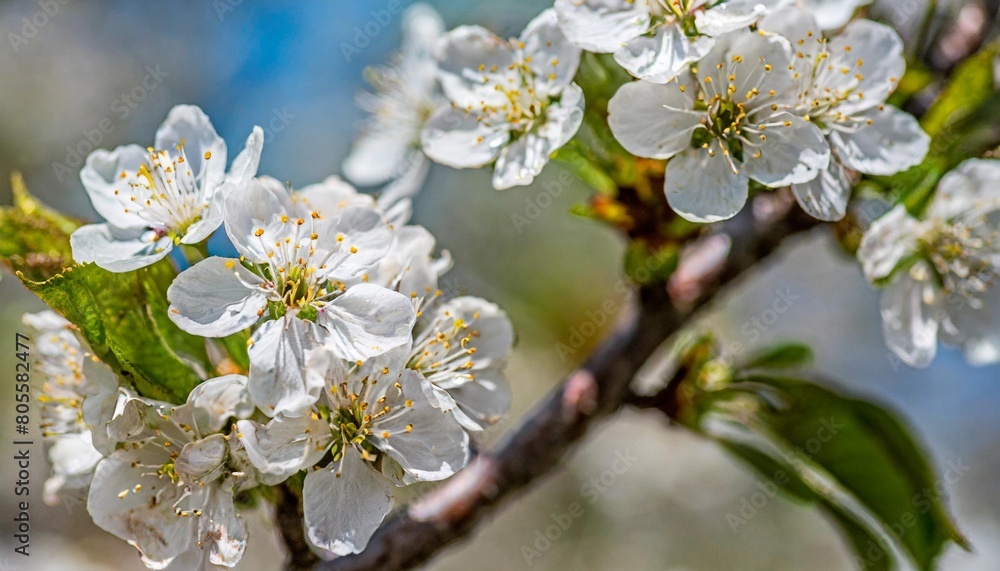 cherry blossom delight background image generative ai