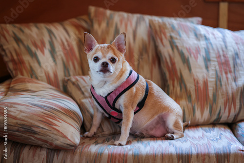 A small dog wearing a pink harness sits on a couch. The couch is covered in a colorful pattern