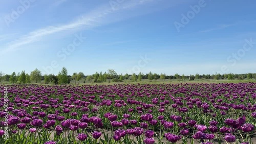 Wallpaper Mural Field of purple tulips flowers. Torontodigital.ca
