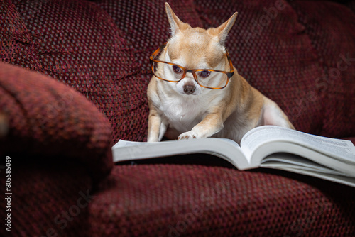 A small chihuahua is sitting on a couch with a book in front of it. The dog is wearing glasses and he is reading the book. The scene is playful and lighthearted © wollertz
