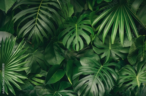 Dense tropical foliage closeup