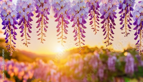 spring wisteria blooming flowers in sunset garden purple japanese wisteria sinensis branch on blurred background for design greeting card banner poster wallpaper invitation with copy space