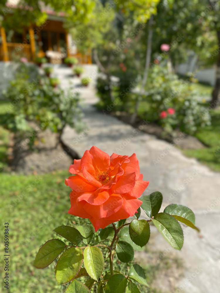 Closeup images of Beautiful and unique roses found in Northern Pakistan, Skardu.