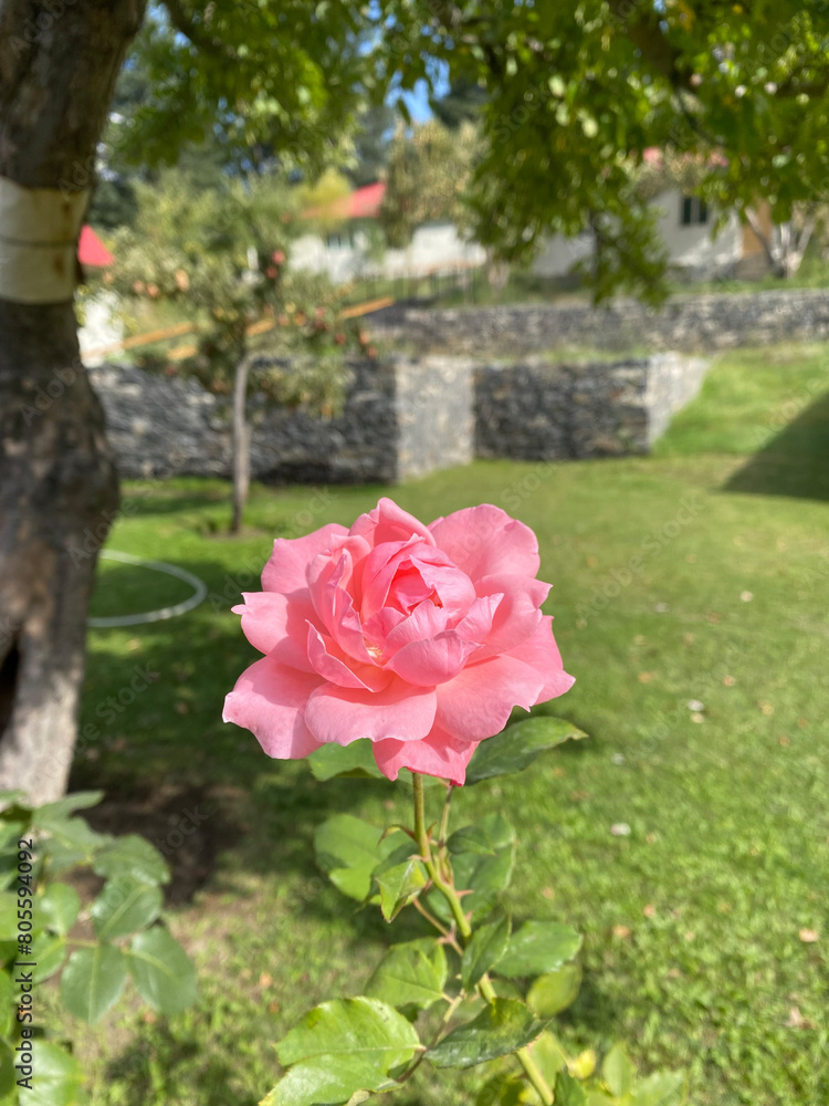Closeup images of Beautiful and unique roses found in Northern Pakistan, Skardu.
