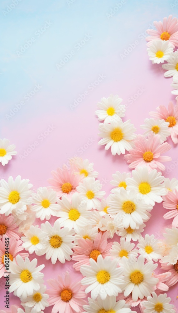 White and Yellow Daisies on Pink Background White and Yellow Daisies on Pink Background