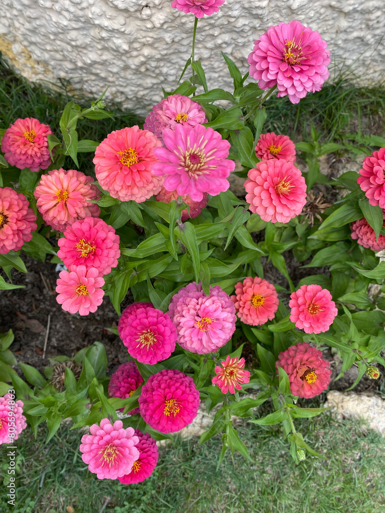 Closeup images of Beautiful and unique roses found in Northern Pakistan, Skardu.