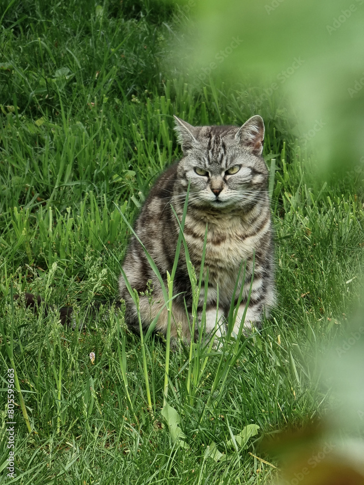 European shorthair tabby cat sitting in grass staring into distance with blurry plants in foreground