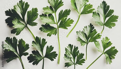 set of parsley leaves isolated on white