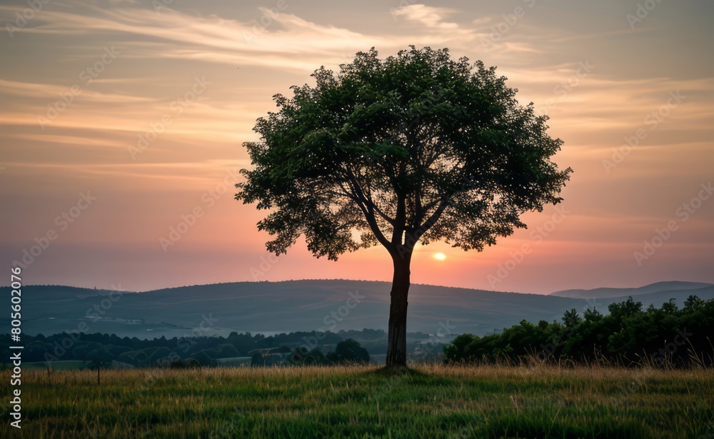Fototapeta premium professional photograph of single tree in sunset