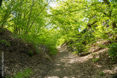 Not a flat landscape in a spring forest in Zadni Treban. Czech Republic