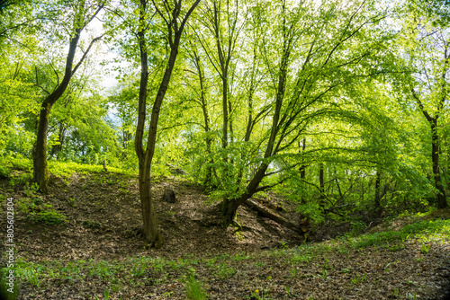 Not a flat landscape in a spring forest in Zadni Treban. Czech Republic