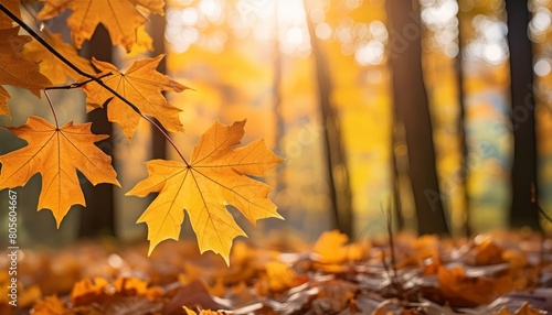 Autumn splendor  golden maple leaves