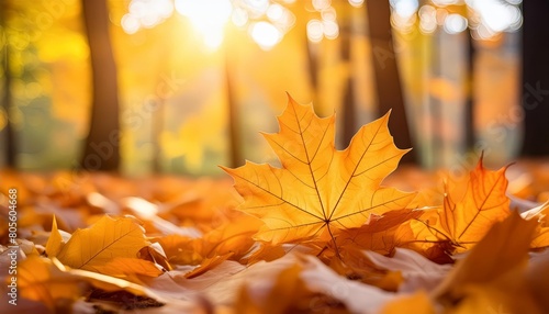 Golden autumn maple leaf in sunlit forest