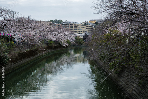 神奈川県横浜大岡川大井橋から眺める桜