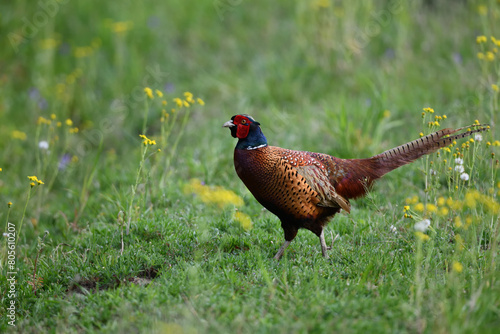 Wallpaper Mural Farbenfroher Fasan Vogel zwischen gelben Blumenblüten auf grüner Wiese sagt Danke für das prächtige Pfingstfest Torontodigital.ca