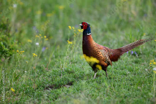 Wallpaper Mural Farbenfroher Fasan Vogel zwischen gelben Blumenblüten auf grüner Wiese sagt Danke für das prächtige Pfingstfest Torontodigital.ca