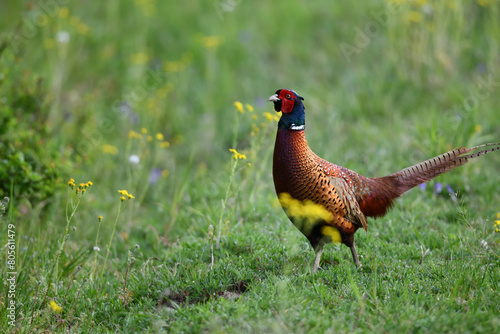 Wallpaper Mural Farbenfroher Fasan Vogel zwischen bunten Sommer Blumen auf grüner Wiese sagt Danke für das prächtige Pfingstfest Torontodigital.ca