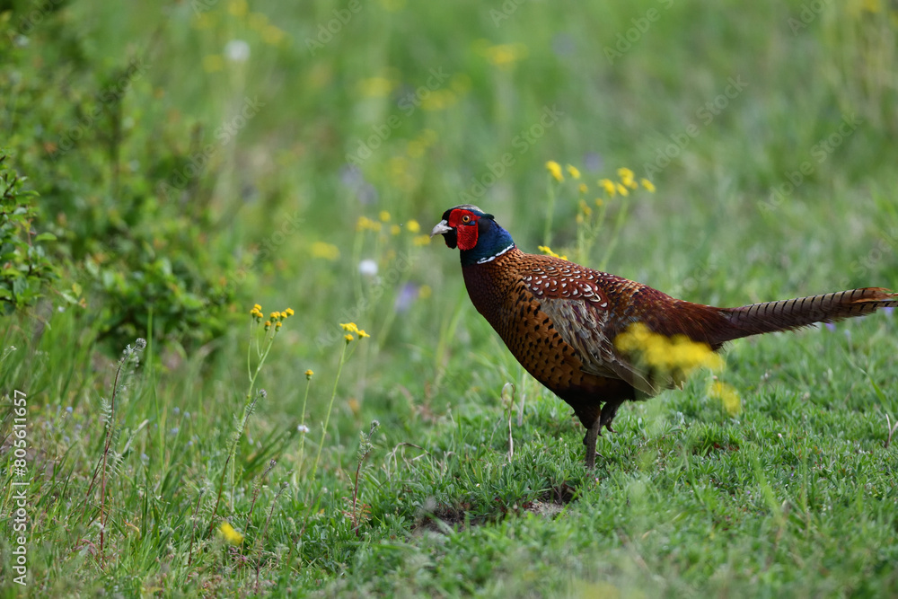 Fototapeta premium Farbenfroher Fasan stehen zwischen gelben Blumenblüten auf grüner Wiese sagt Danke für das prächtige Pfingstfest
