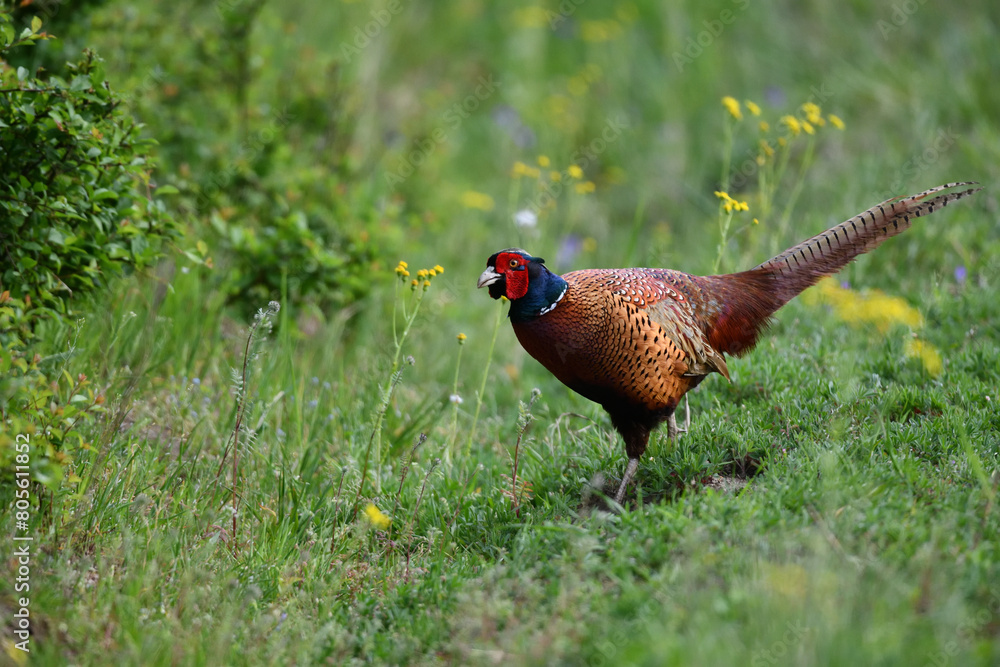 custom made wallpaper toronto digitalFarbenfroher Fasan zwischen gelben Blumenblüten auf grüner Wiese sagt Danke zu Ostern