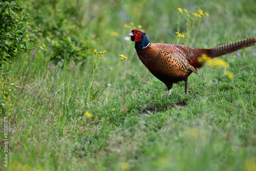 Wallpaper Mural Farbenfroher Fasan Vogel zwischen gelben Blumenblüten auf grüner Wiese sagt Danke zu Ostern Torontodigital.ca