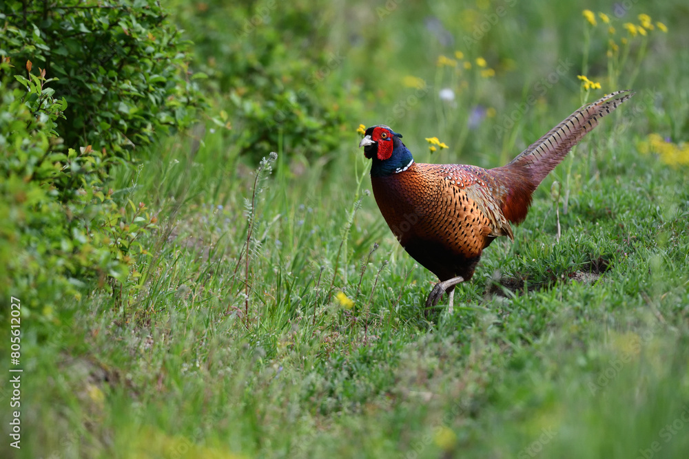Fototapeta premium Farbenfroher Fasan Vogel geht energisch zwischen gelben Blumenblüten auf grüner Wiese und sagt Danke für das prächtige Pfingstfest