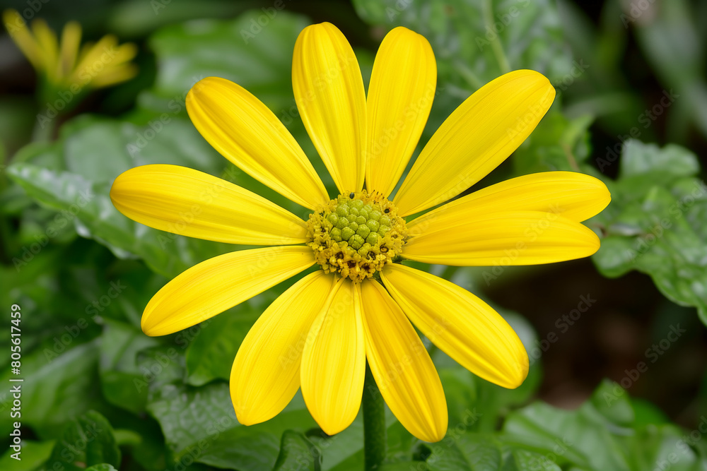 Top view of beautiful yellow flower,  blooming in the garden