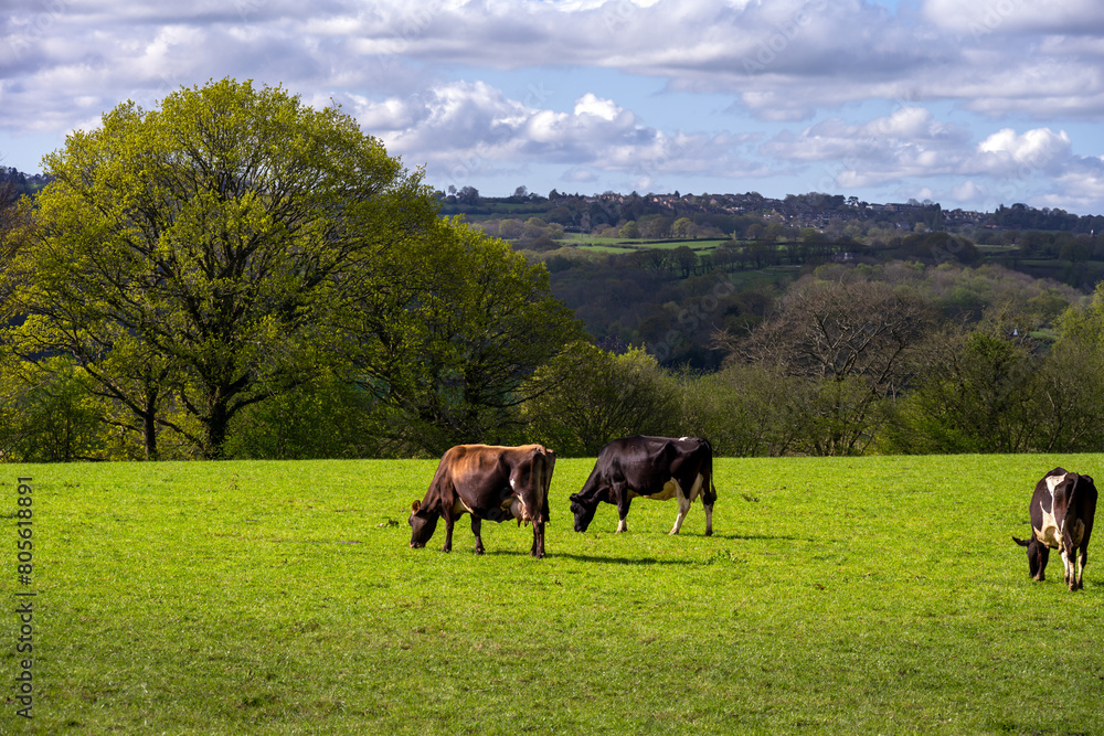Cows in a field in spring, East Sussex, England Cows in a field in spring, East Sussex, England