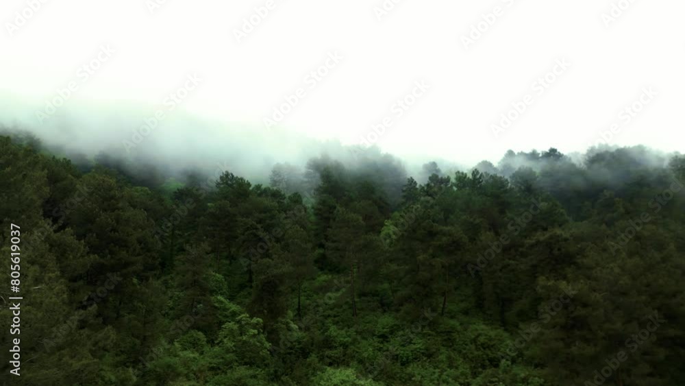 a wonderful flight over a green mixed deciduous forest in a haze of steam clouds or fog a wonderful flight over a green mixed deciduous forest in a haze of steam clouds or fog