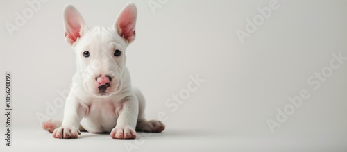 Close up, Portrait Adorable White Bull Terrier Puppy with pink nose and alert ears on White Background.