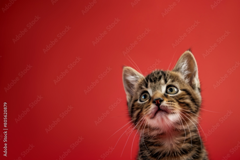 Curious tabby kitten on red studio background with copy space for text. Cat looking up waiting for food. Curious tabby kitten on red studio background with copy space for text. Cat looking up waiting for food.