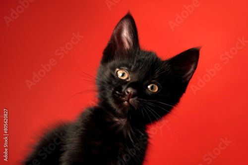Portrait of a black kitten on red studio background. Black playful cat looking at camera.