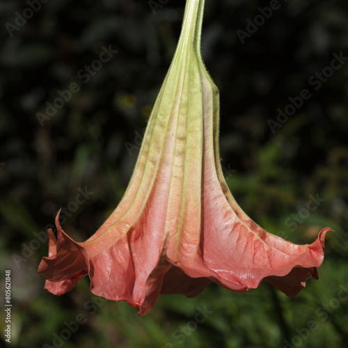 Large heavy flower of Brugmansia, Angel trumpet, isolated on black