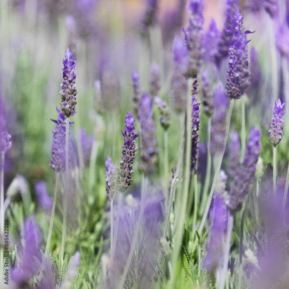 Obraz premium Flora of Gran Canaria - Lavandula dentata, French lavender, naturalized plant natural macro floral background