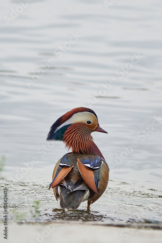 Mandarin duck Aix galericulata in Beihai park in Beijing, China