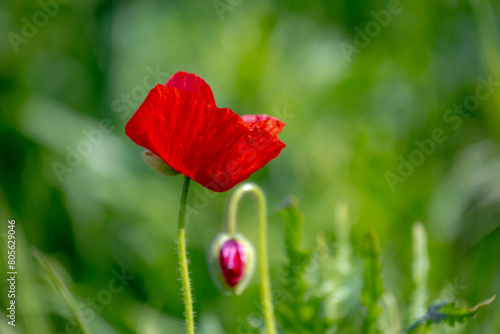 Selective focus of Papaver somniferum in spring, Commonly known as the opium poppy or breadseed poppy, Red orange flowers in the garden with green grass as background, Nature floral background.