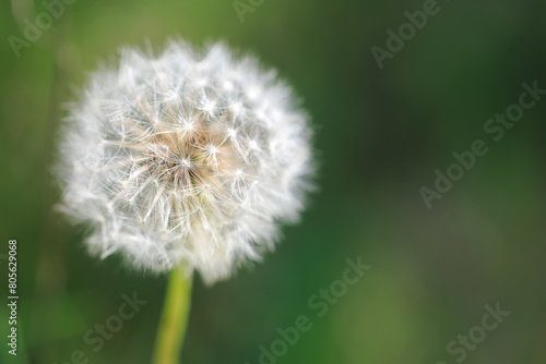 A close up of a white flower with a green background