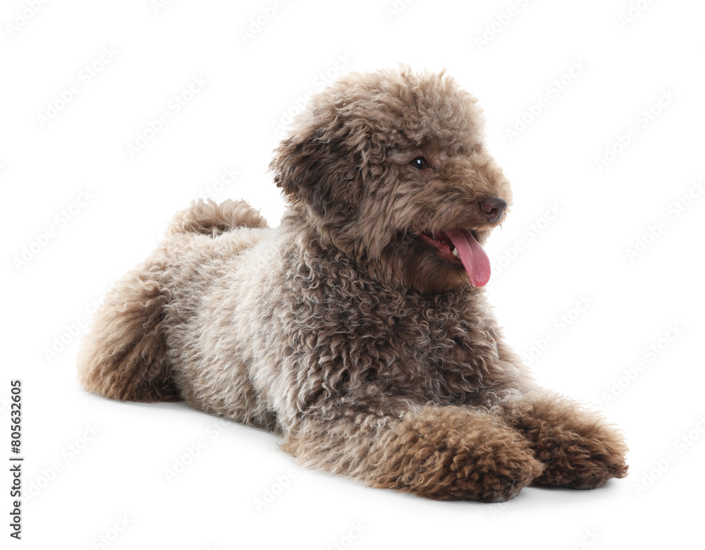 Cute Toy Poodle dog on white background Cute Toy Poodle dog on white background