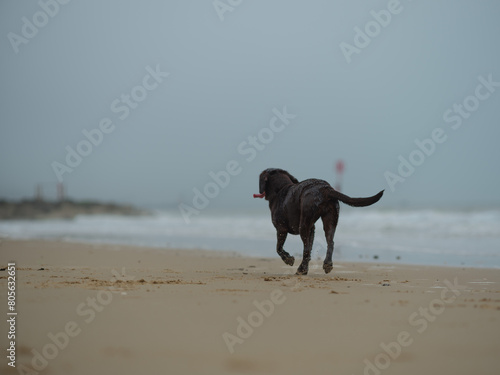 dog running on the beach © Robert